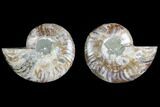 Agatized Ammonite Fossil - Crystal Filled Chambers #145816-1